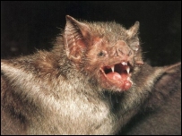 vampire bats can carry the rabies virus