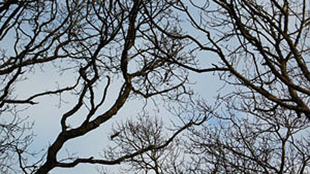 Bwa'r to plethedig . . .