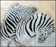 Zebras Fighting by Dawn Beautement