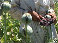 Опійний мак