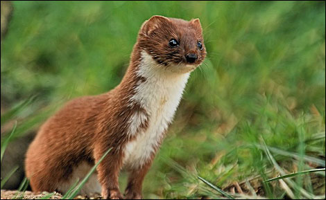 weasel
