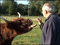 Richard Storer with surviving Highland cow