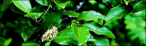 Prunus Lusitanica