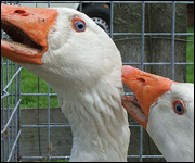 Determine goose gender by neck damage