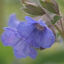 Pulmonaria 'Blue Ensign'