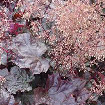Heuchera