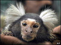 macaco marmoset
