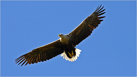 Sea Eagle c/o Iain Erskine