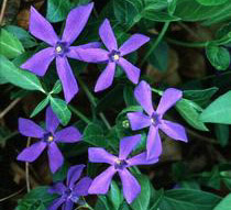 Periwinkle