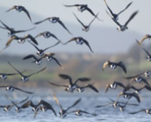 Brent Geese by Richard Taylor- Jones
