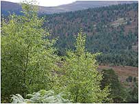 Glen Tanar woods