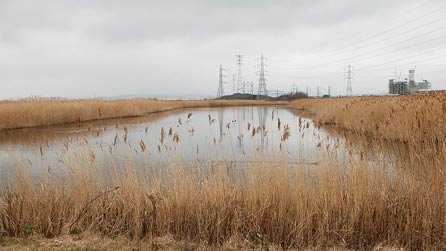 Newport wetlands centre