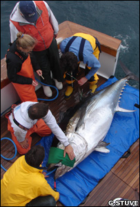 O projeto colocou quase mil dispositivos em atuns (Foto Gary Stuve)