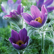 Pasque flower