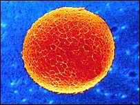 انسانی بیضہ