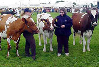 Dangos gwartheg yn y sioe