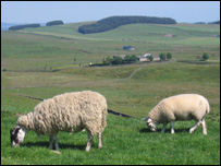 Ovce ve Skotsku