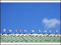 gulls_roof203.jpg