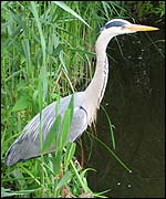 Herons are a popular sight on the Broads