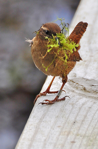 Wren with nest material by Chris Lonetraveller