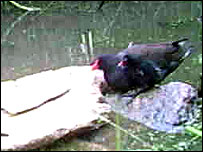 Moorhens