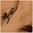 Sand Martin in rocks