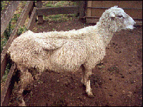 دپسونو‌طاعون