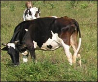 غواګانې په څړځای کې