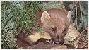 Pine Marten c/o Natural England and Paul Glendell