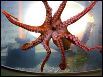 Polvo. Foto: Centro Marítimo de Weymouth