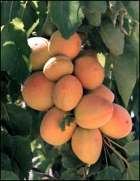 د زردآلوراټولول