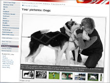 Your pictures of dogs