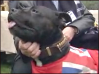 Cão de raça vencedor de concurso de beleza