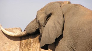 Mac the African Elephant by Steve Henley