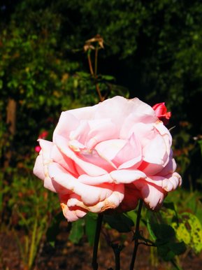 Pink rose