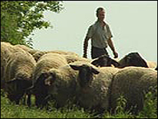 Picardy sheep farmer