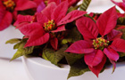 Poinsettia