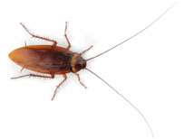 Cockroach