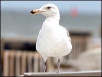 Seagull