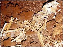 Foto: Clay Bryce, Western Australian Museum