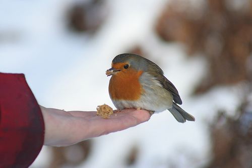 Carolyn feeding a robin
