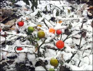 فاخره خطیبی