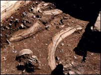 Excavação de restos de mamute