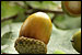 Acorn