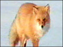 Liška obecná (Vulpes Vulpes)