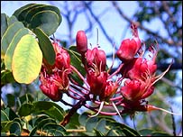 सीसालपीनीया कावाइएन्सिस