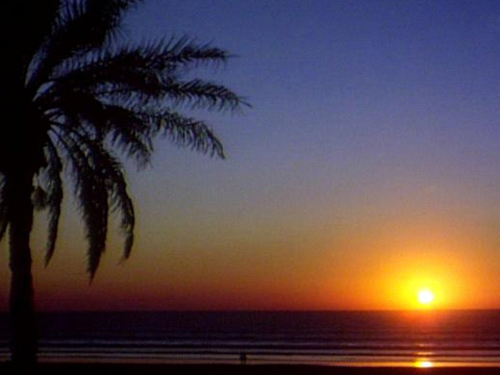 Tropical sunset through Palm trees on a beach
