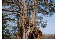 Bedd Dafydd ap Gwilym yn Ystrad Fflur, yn ôl y traddodiad. 