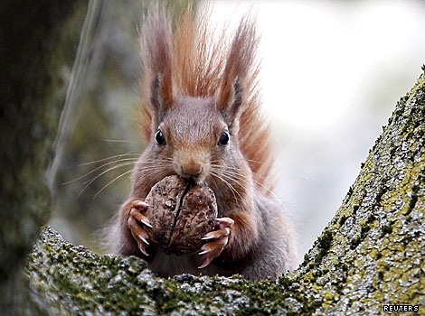 A red squirrel
