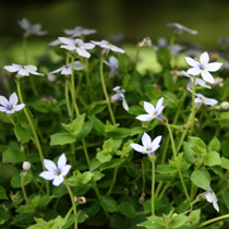Pratia pendunculata